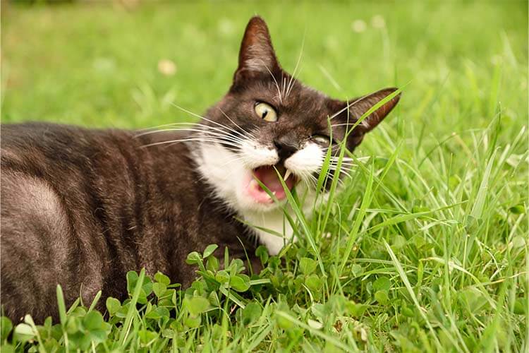Mineralstoffversorgung_Katze-frisst-Gras