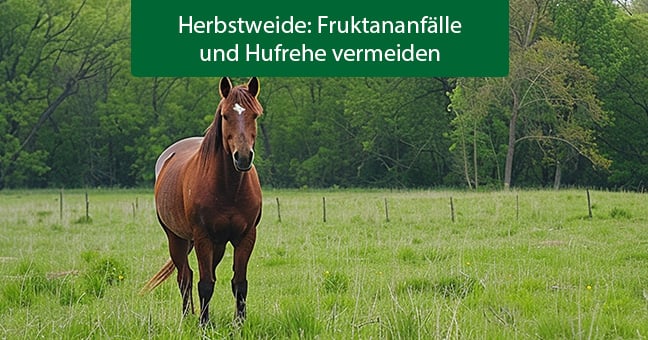 Blogbeitrag_Herbstweide Colt Horse, Pferd, Feld, Draußen, Natur
