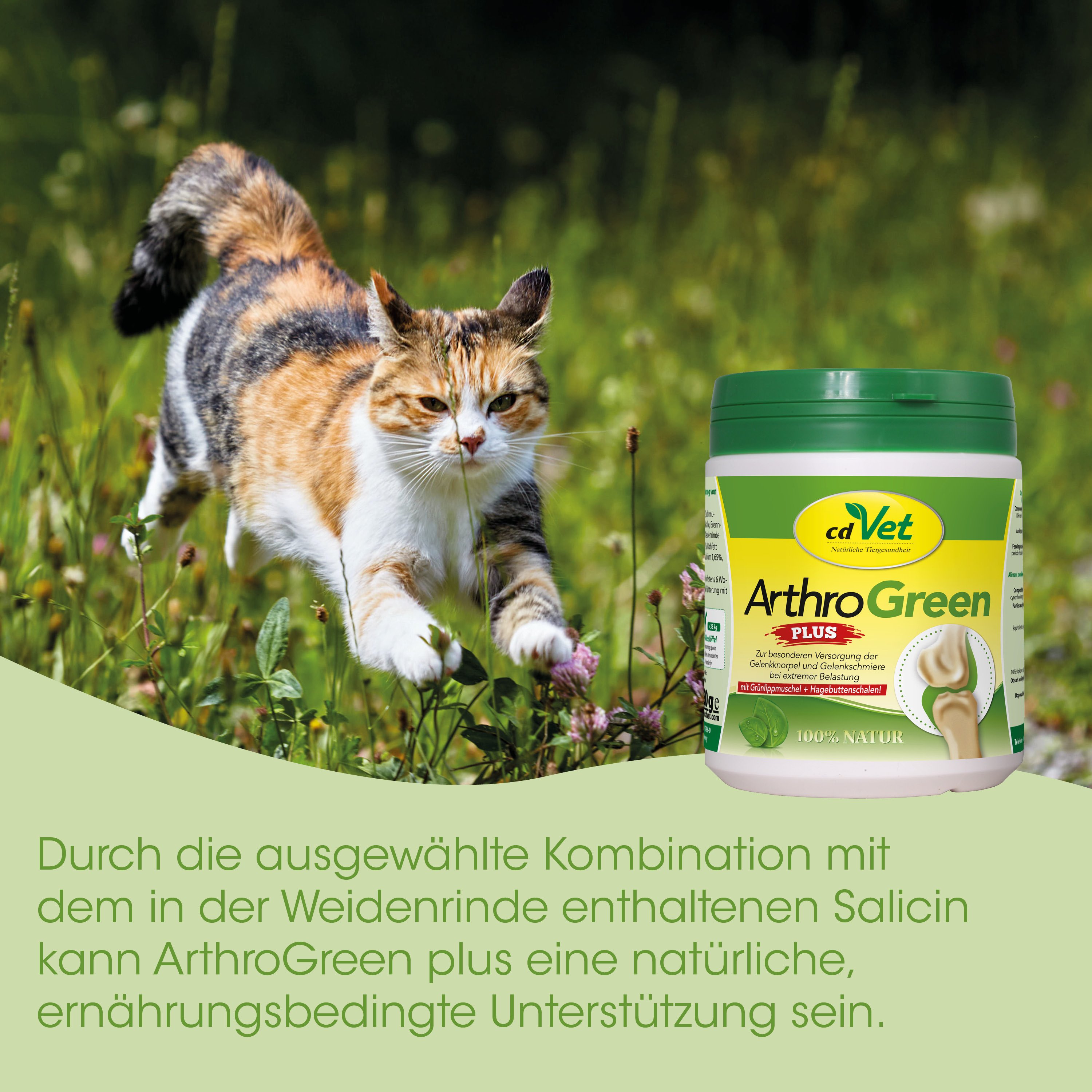 Katze, Tier, Katzenfutter, Ergänzung, ArthroGreen