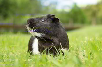 Tier, Säugetier, Nagetier, Gras, Ratte