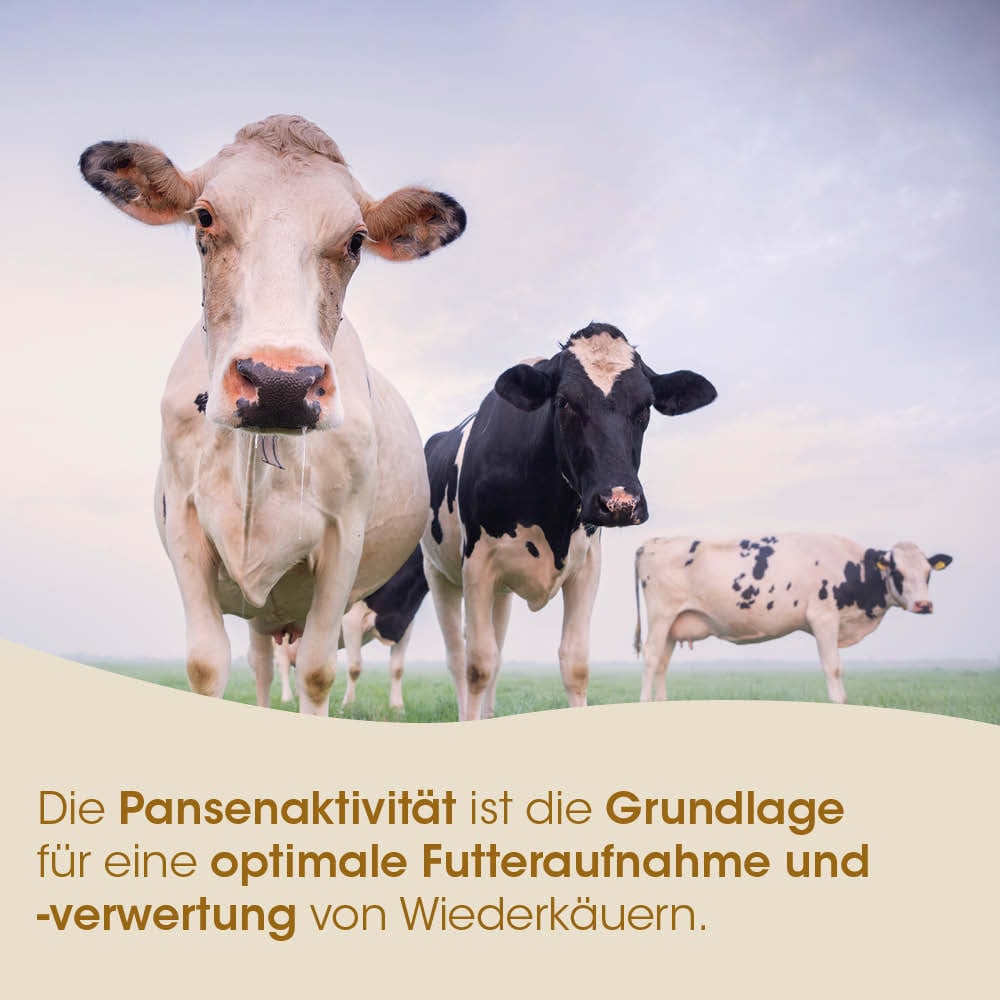 Kuh, Rinder, Kuhherde, Weide, Landwirtschaft