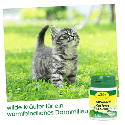 cdProtect Cat forte 12 Kapseln -Sorbe-