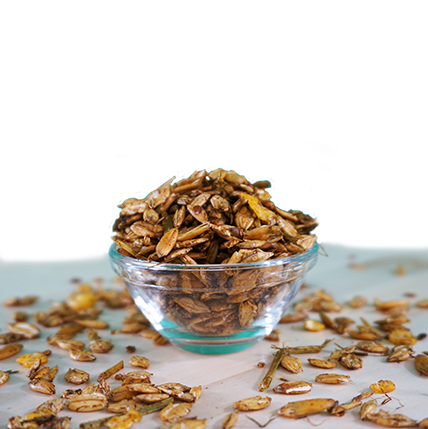 EquiGreen Force naturelle avec avoine l&#x2018;été (échantillon) 2kg