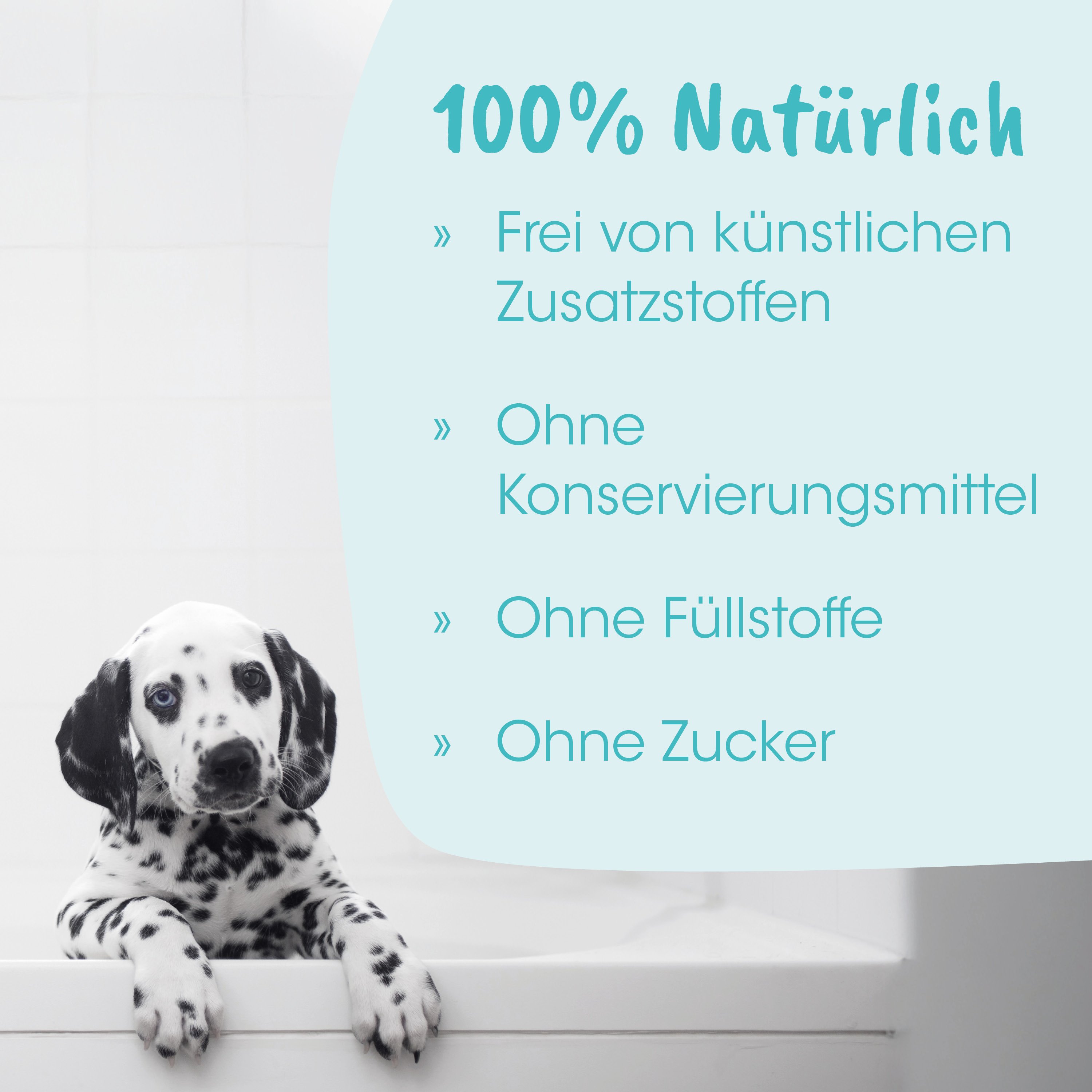 Dalmatiner, Welpe, Hund, Anzeige, Adoption