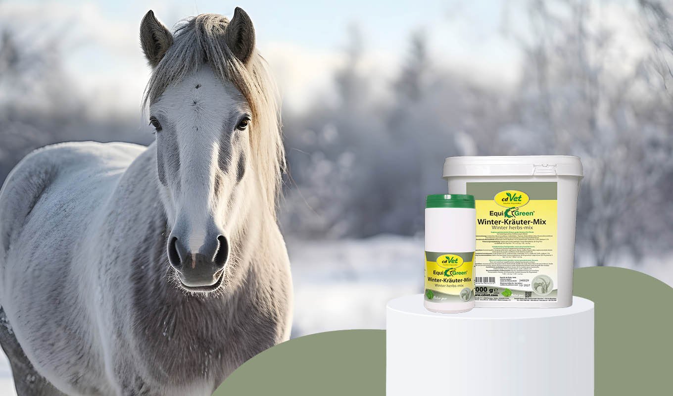 Tier, Pferd, Säugetier, Tier, Pferd, Säugetier