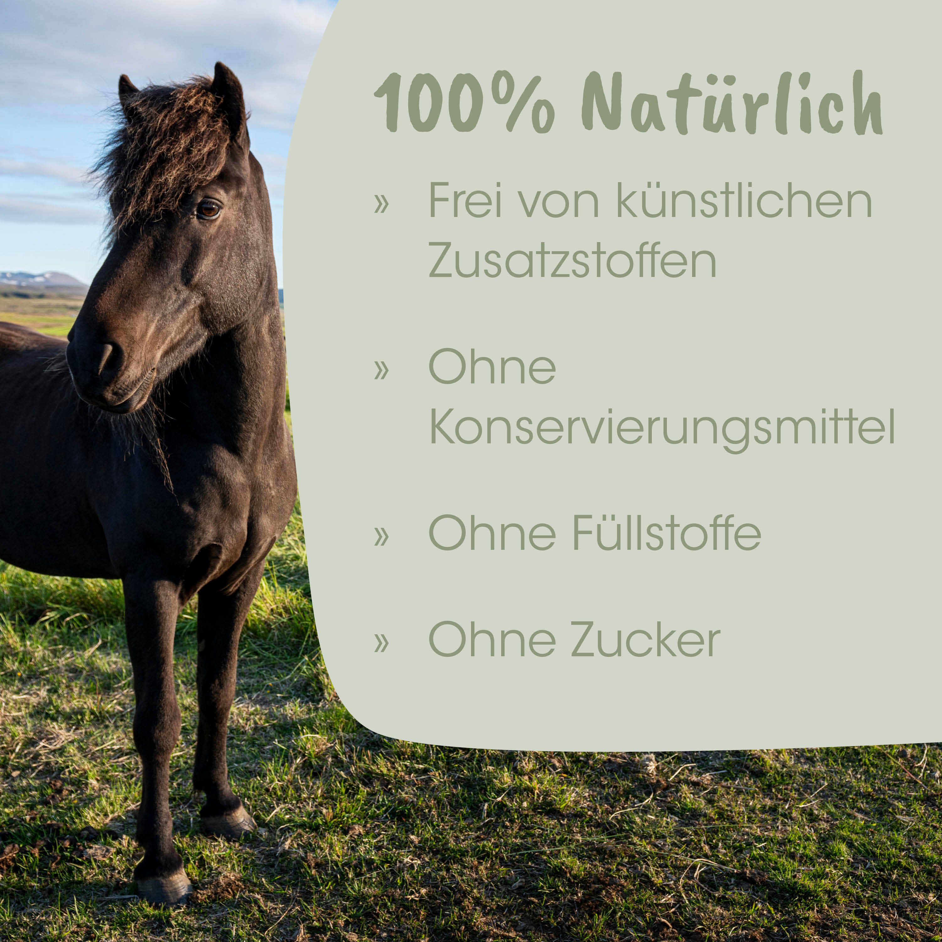 Pferd, Schwarzes Pferd, Haltung im Freien, Natur, Haar