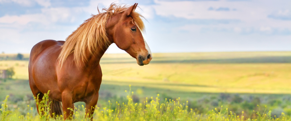 Tier, Colt Horse, Pferd, Säugetier, Grünland
