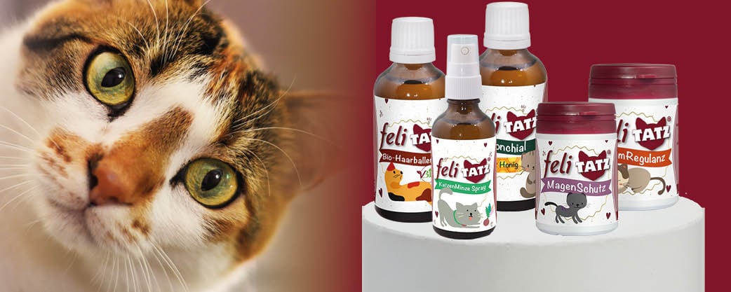 Tier, Katze, Säugetier, Haustier