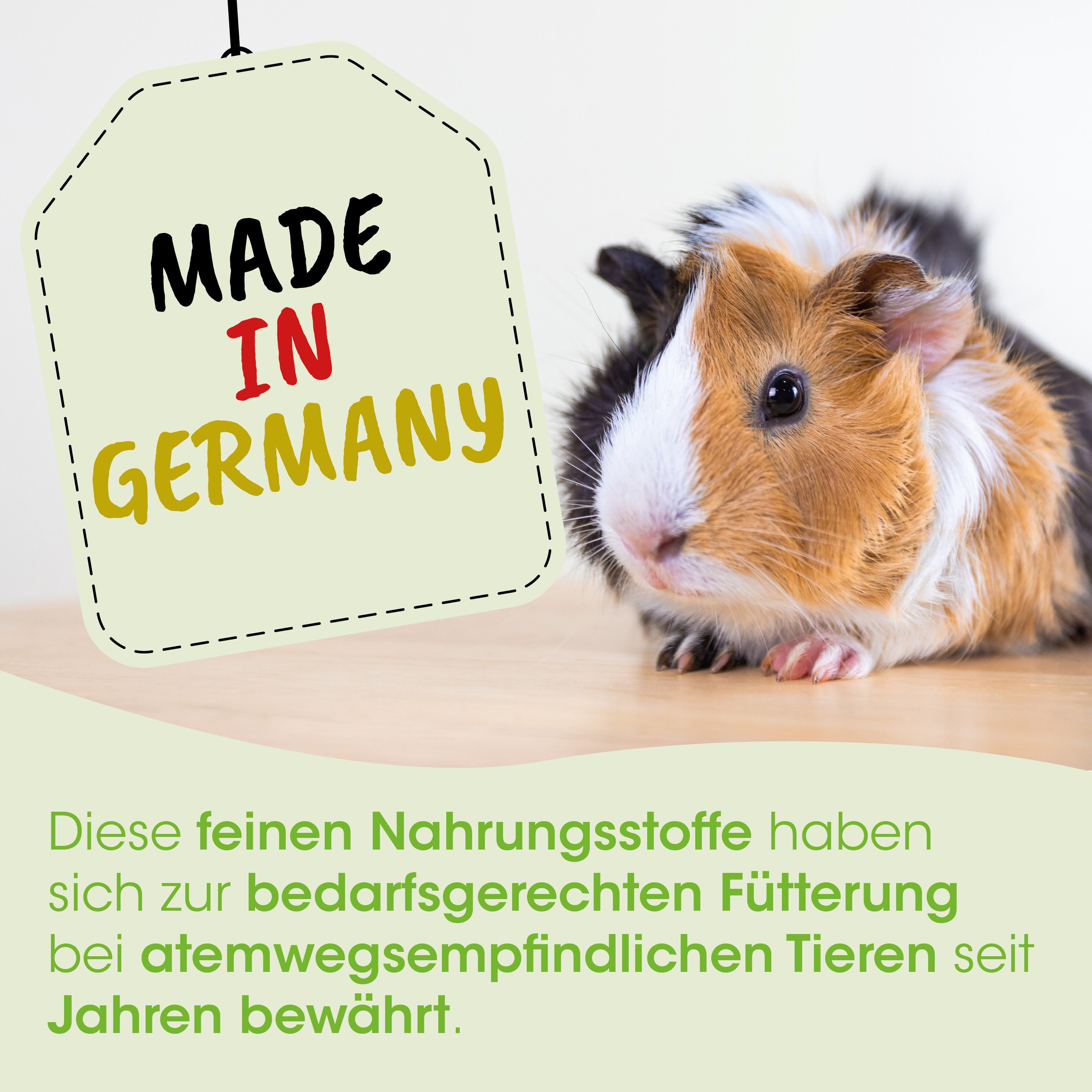 Guinea pig, Tier, Mehrfarbiges Fell, Kleintier, Nager