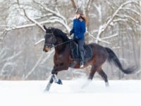 Handschuh, Person, Tier, Säugetier, Pferd