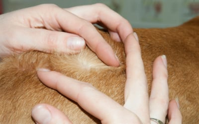 Körperteil, Finger, Hand, Person