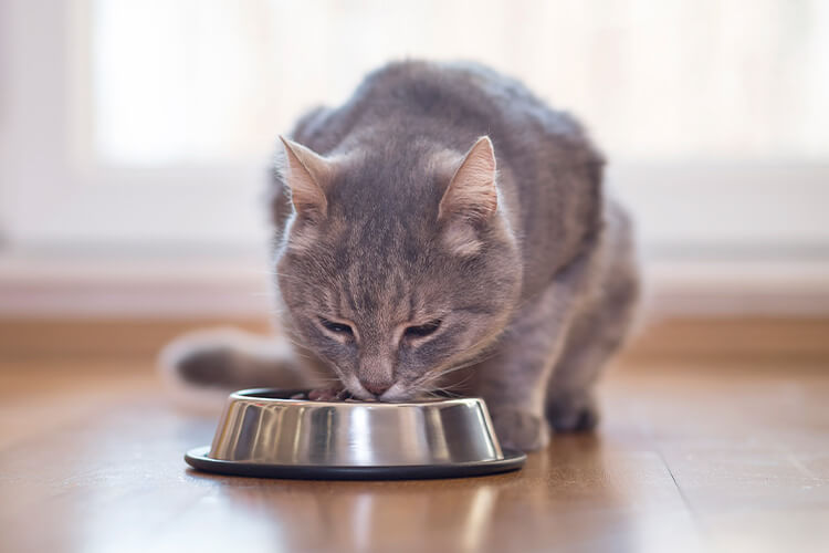 Tier, Katze, Säugetier, Haustier