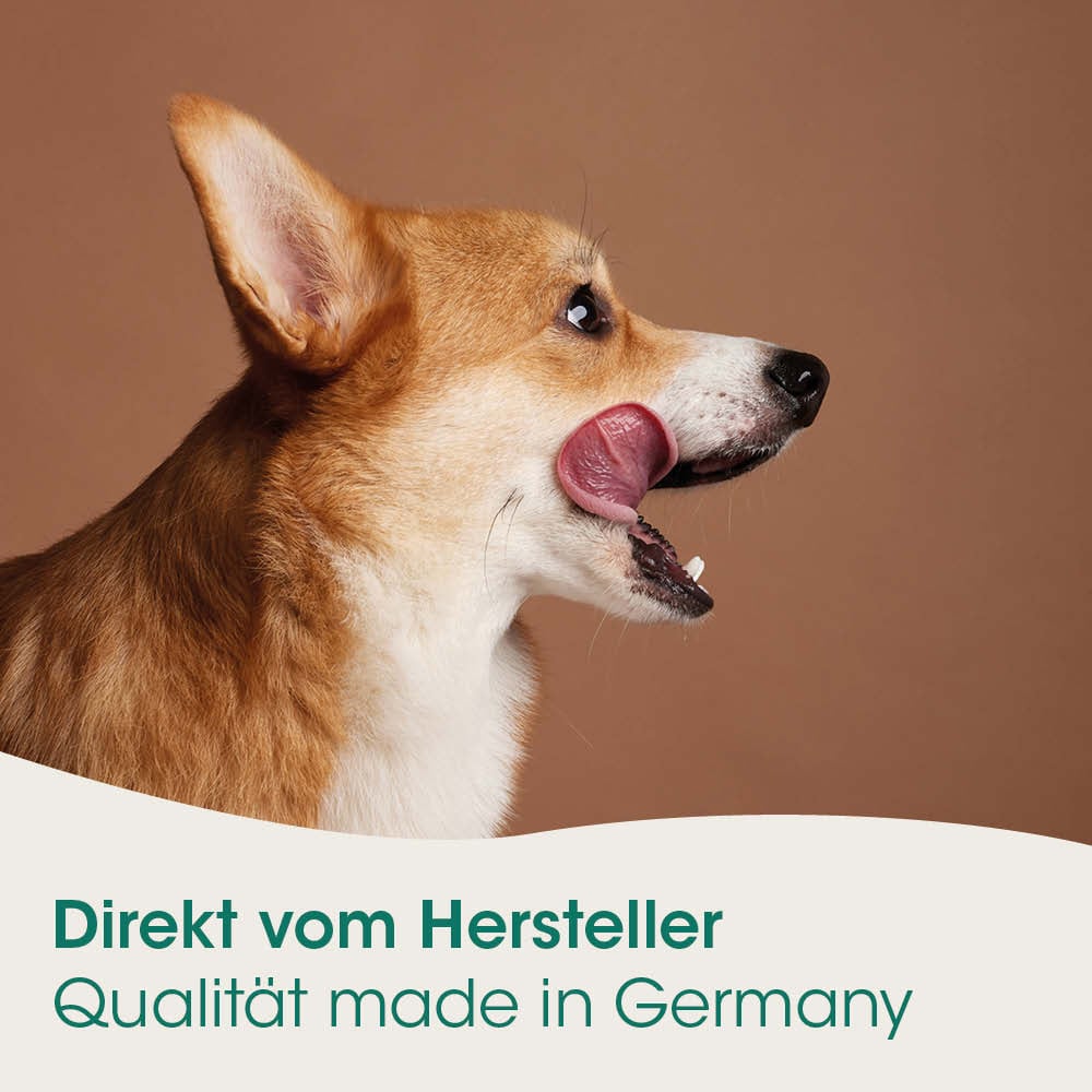 Hund, Corgi, Tierporträt, Lippe, braun-weiß