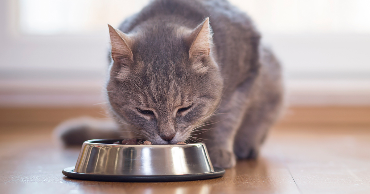 Tier, Katze, Kätzchen, Säugetier, Haustier
