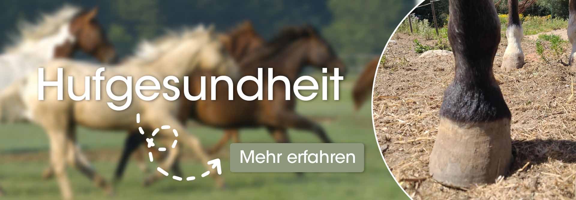 Colt Horse, Säugetier, Feld, Natur, Draußen