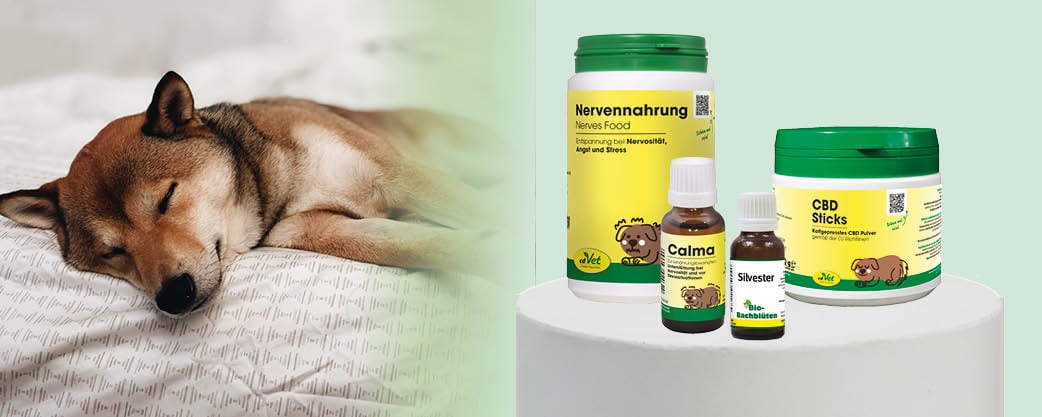 Tier, Hund, Säugetier, Haustier