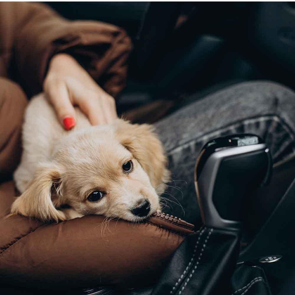 Hunde-Spielzeug, Hunde-Pflege?