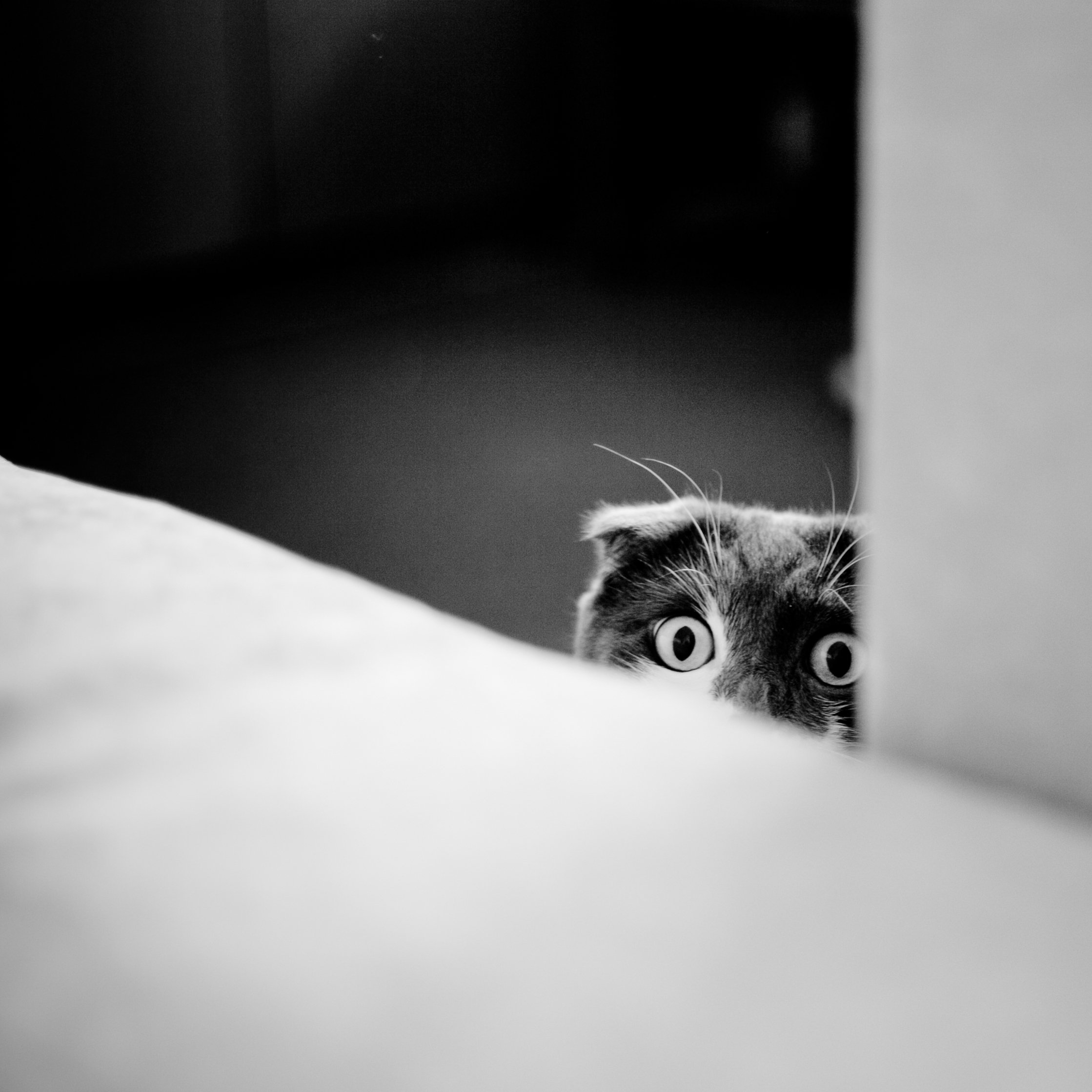 Katze, Augen, Tier, Haustier, Katzenkopf