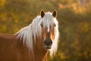 Tier, Pferd, Säugetier, Hengst, Colt Horse