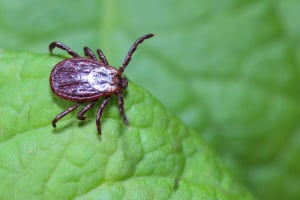 Banner Pferd Parasiten-3