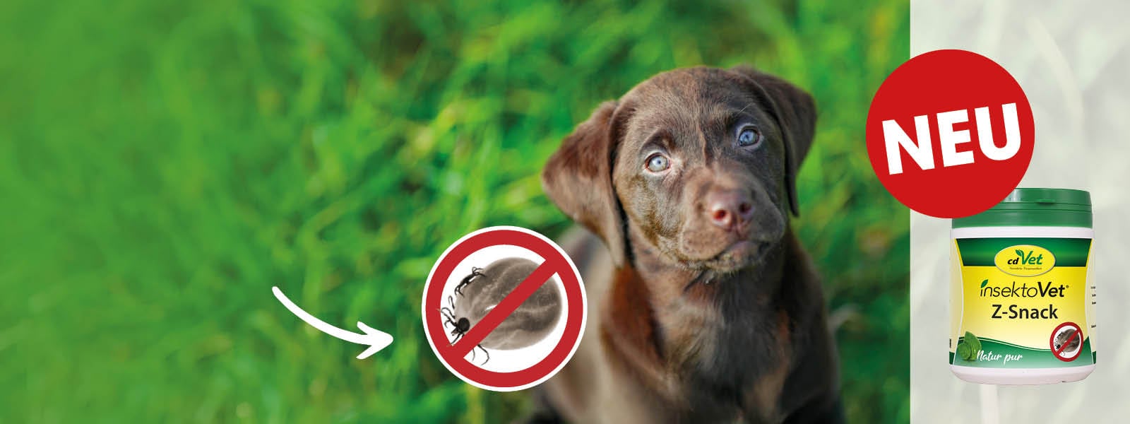 Tier, Hund, Säugetier, Haustier