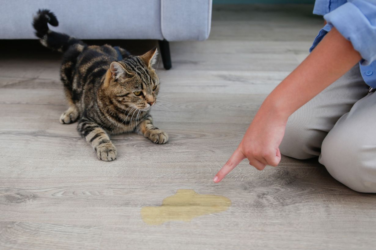 Katzenspiel, Pfoten, Katzentatz, Gelbfleck, Haustierbodenmarkierung