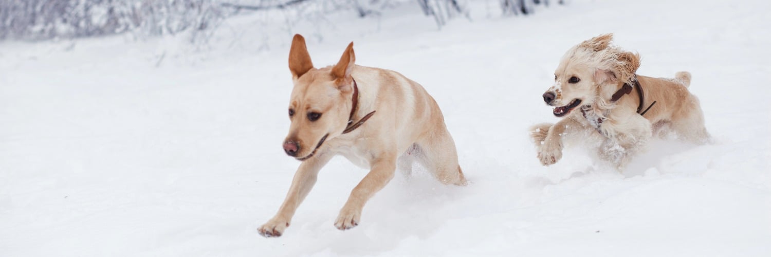 Tier, Hund, Säugetier, Haustier