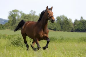 Tier, Pferd, Säugetier, Hengst, Colt Horse
