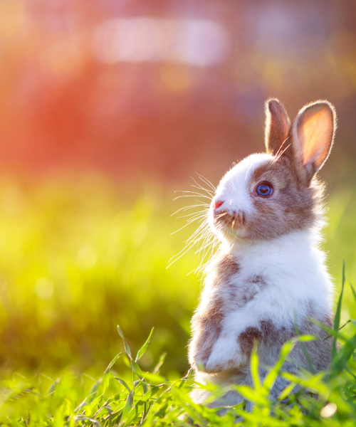 Tier, Hase, Säugetier, Nagetier