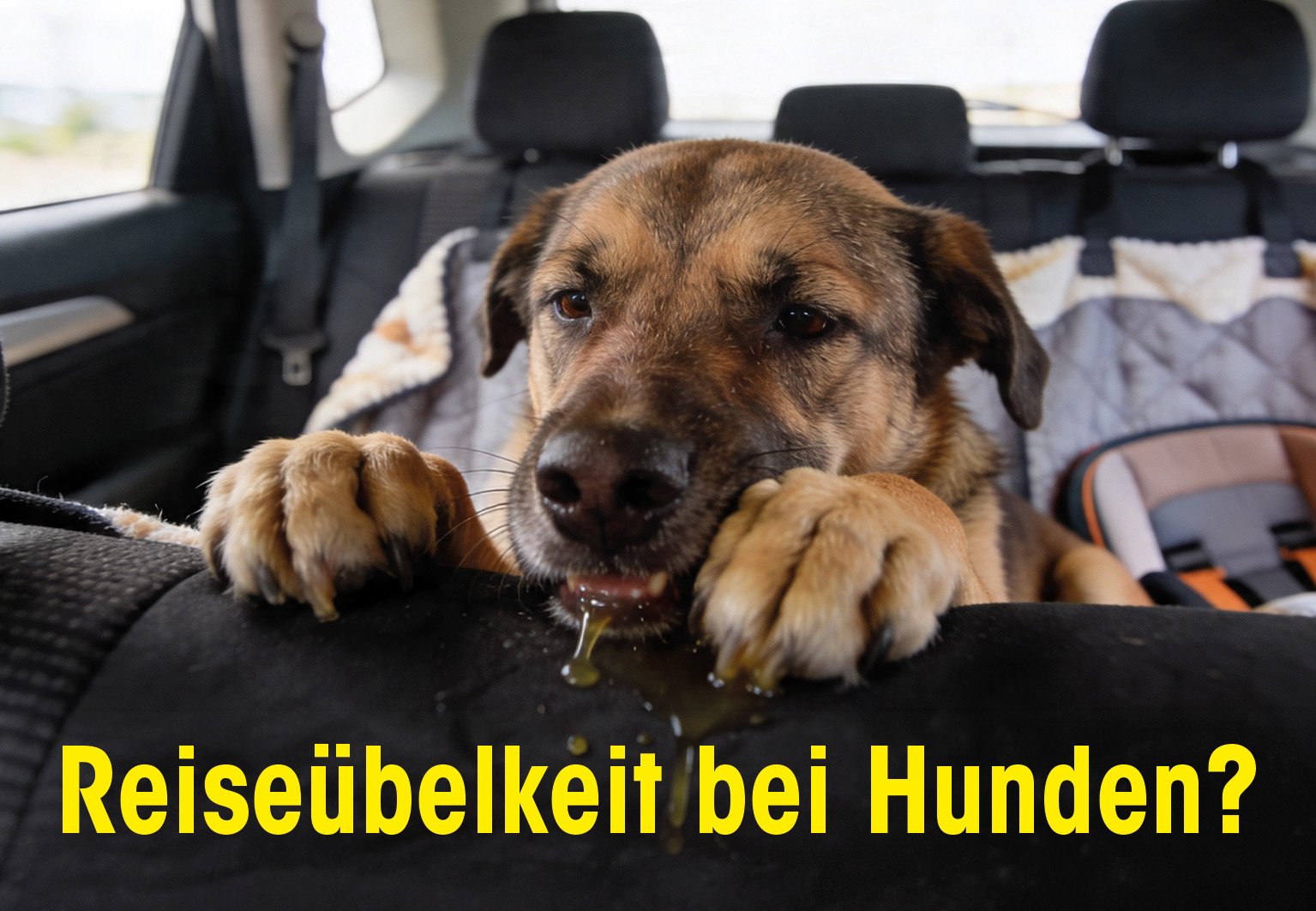 Hund, Auto, Hundehaare, Nasenrolle, Nass