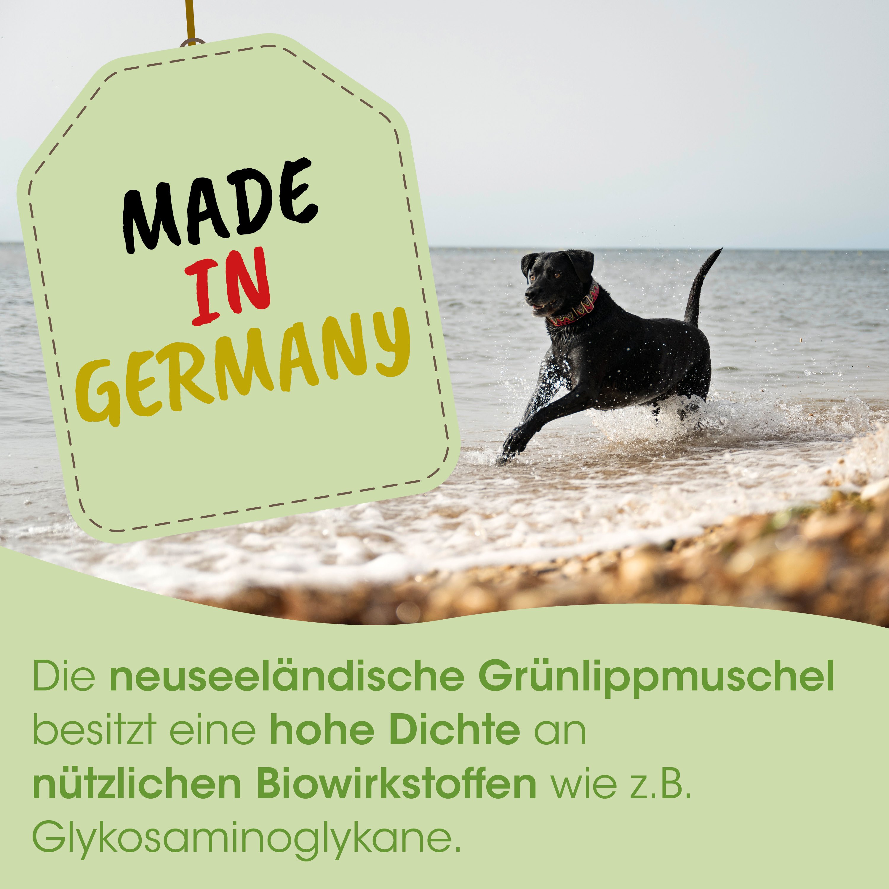 Hund, Schwarz, Schwimmender Hund, Strand, Gummitag?