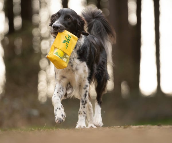 Hund, Säugetier, Haustier, Welpe