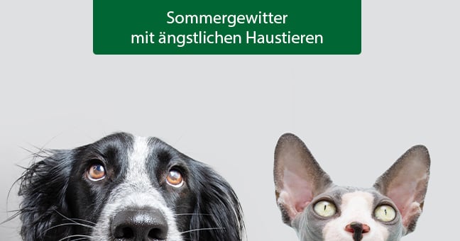 Schnauze, Tier, Hund, Haustier, Katze