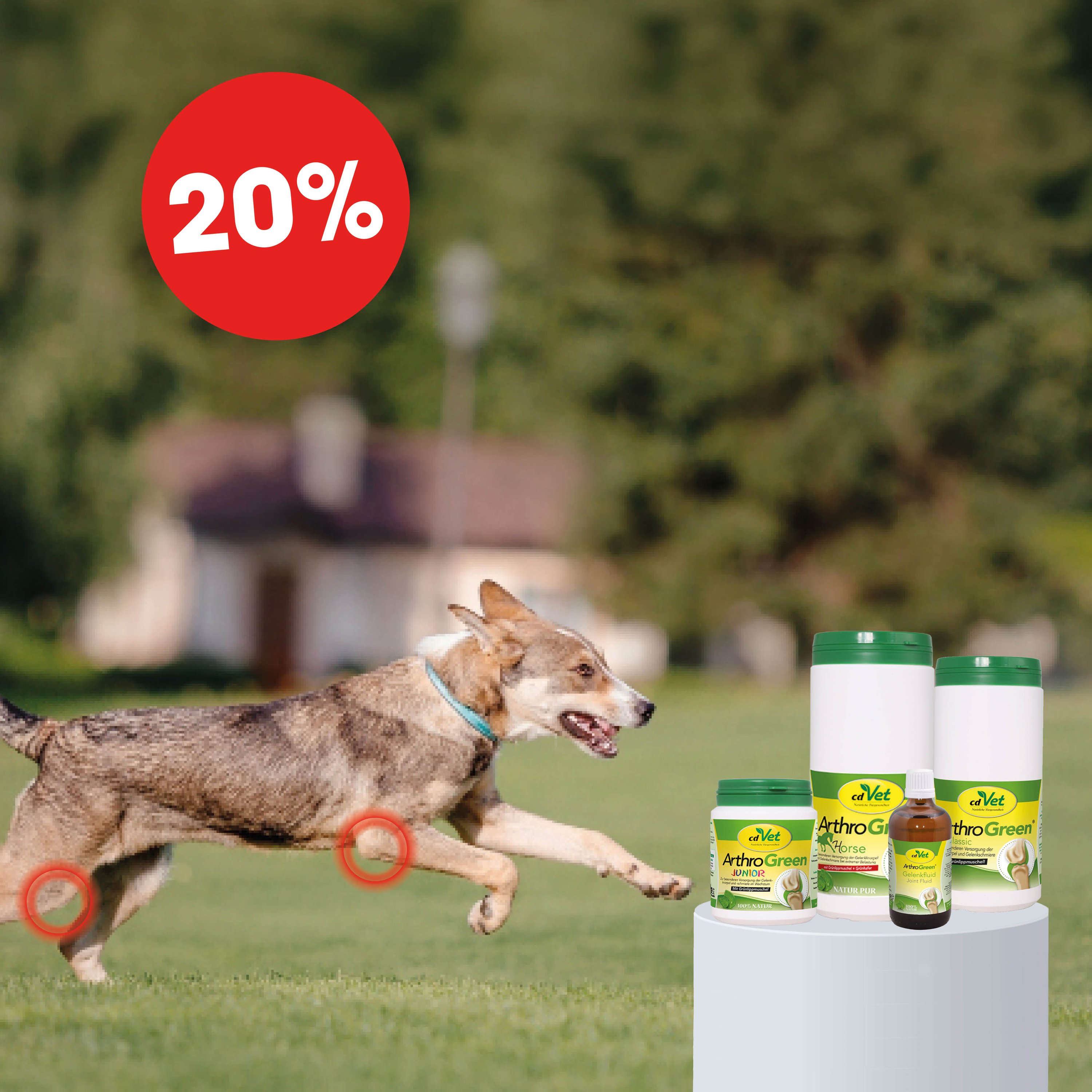 Hund, Laufen, Halsband, Ergänzungsmittel, Hundemedikamente