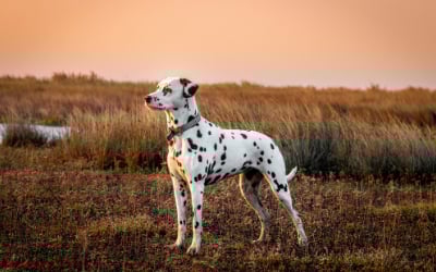 Tier, Hund, Säugetier, Haustier