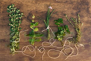 Kräuterig, Kräuter, Pflanze, Blume, Blumen-Arrangement
