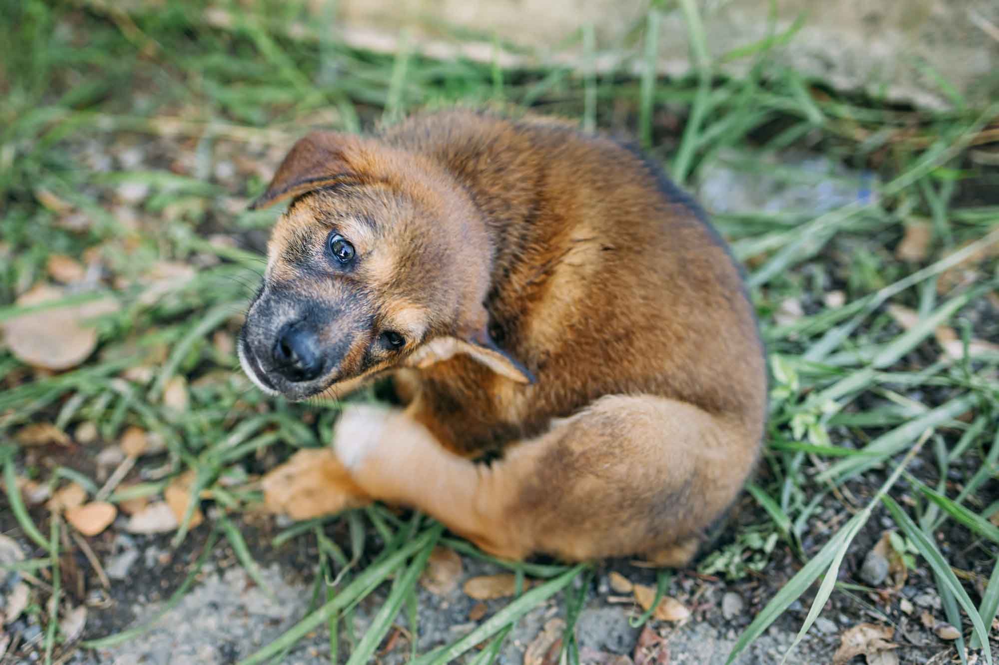 Hund_Flohbefall