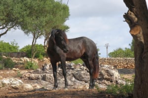 Tier, Colt Horse, Pferd, Säugetier, Baum