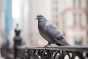 Tier, Vogel, Taube