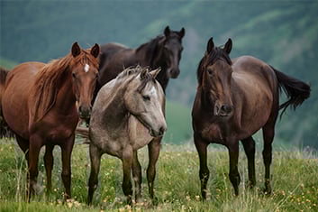 Feld, Grünland, Colt Horse, Pferd, Weide