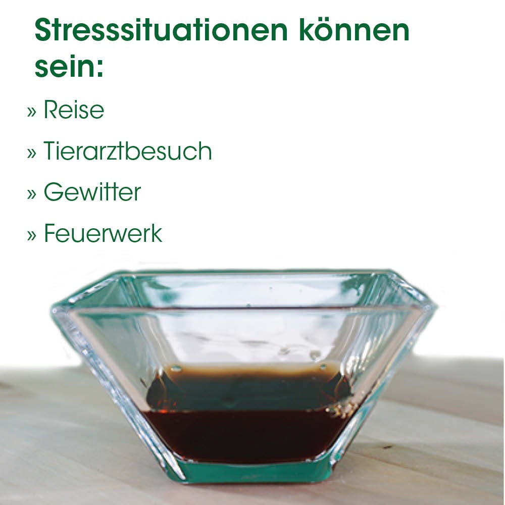 Schale, Glasbehälter, Transparente Schüssel, Kuchen-/Dessertschale, Braunsaft