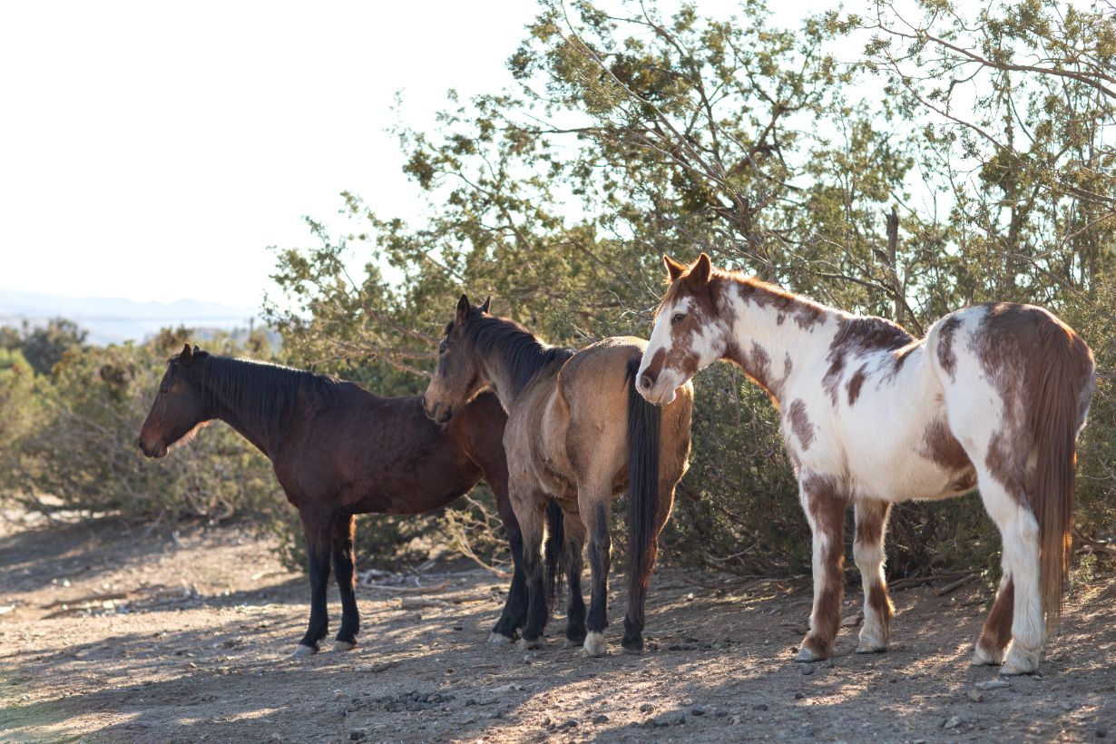 Pferd, Waldpferd, Pferdegruppe, Pferdebild, Hengst/Stute