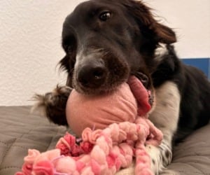 Hund, Haustier, Welpe, Person, Hund, Säugetier, Haustier, Welpe