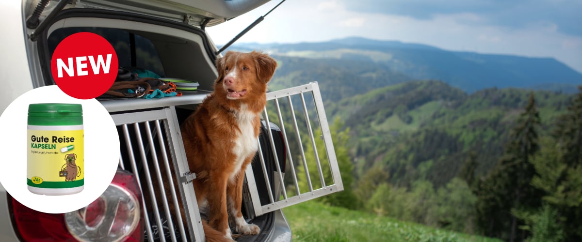Hund, Säugetier, Haustier, Auto, Fahrzeug