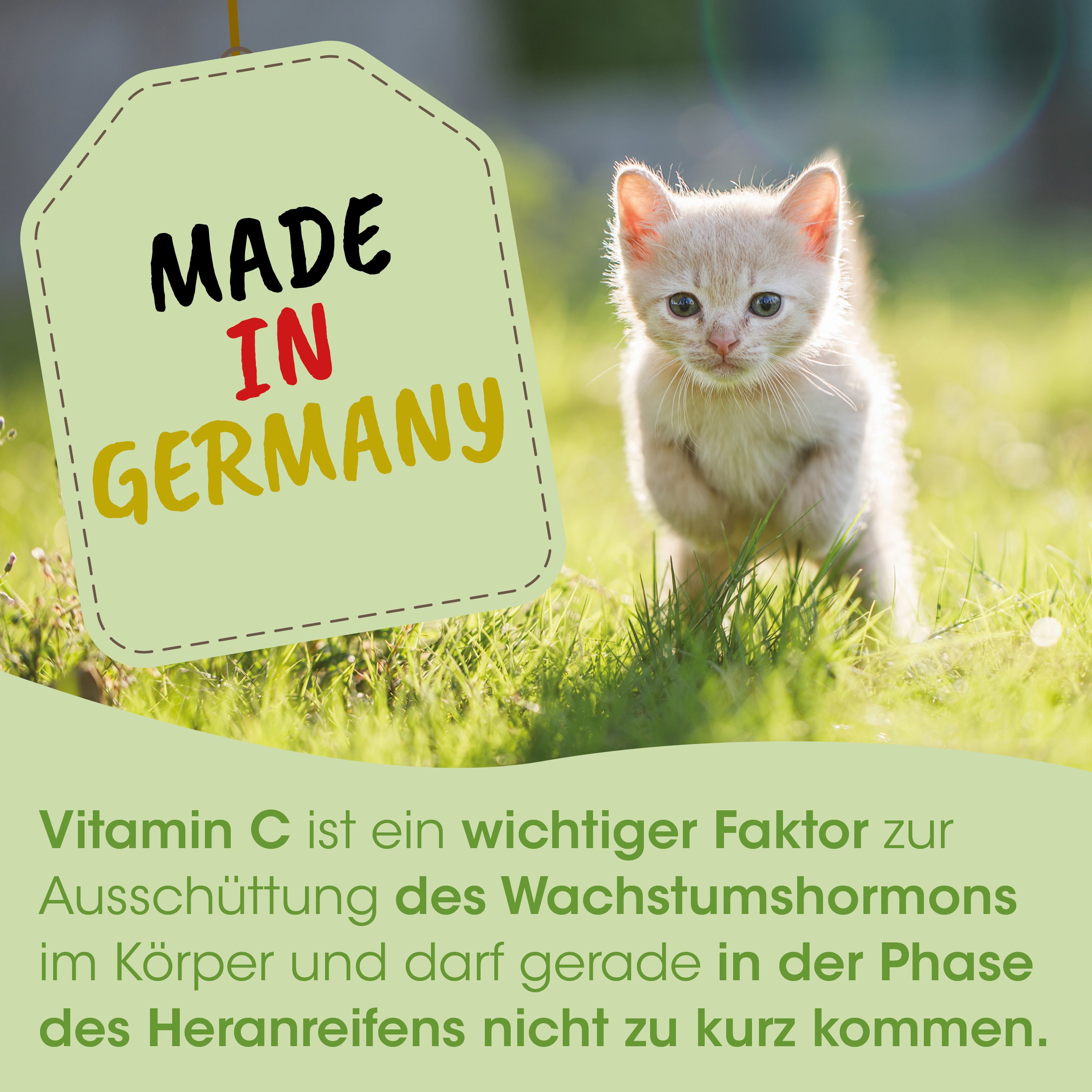 kätzchen, kitten, katze, gras, garten