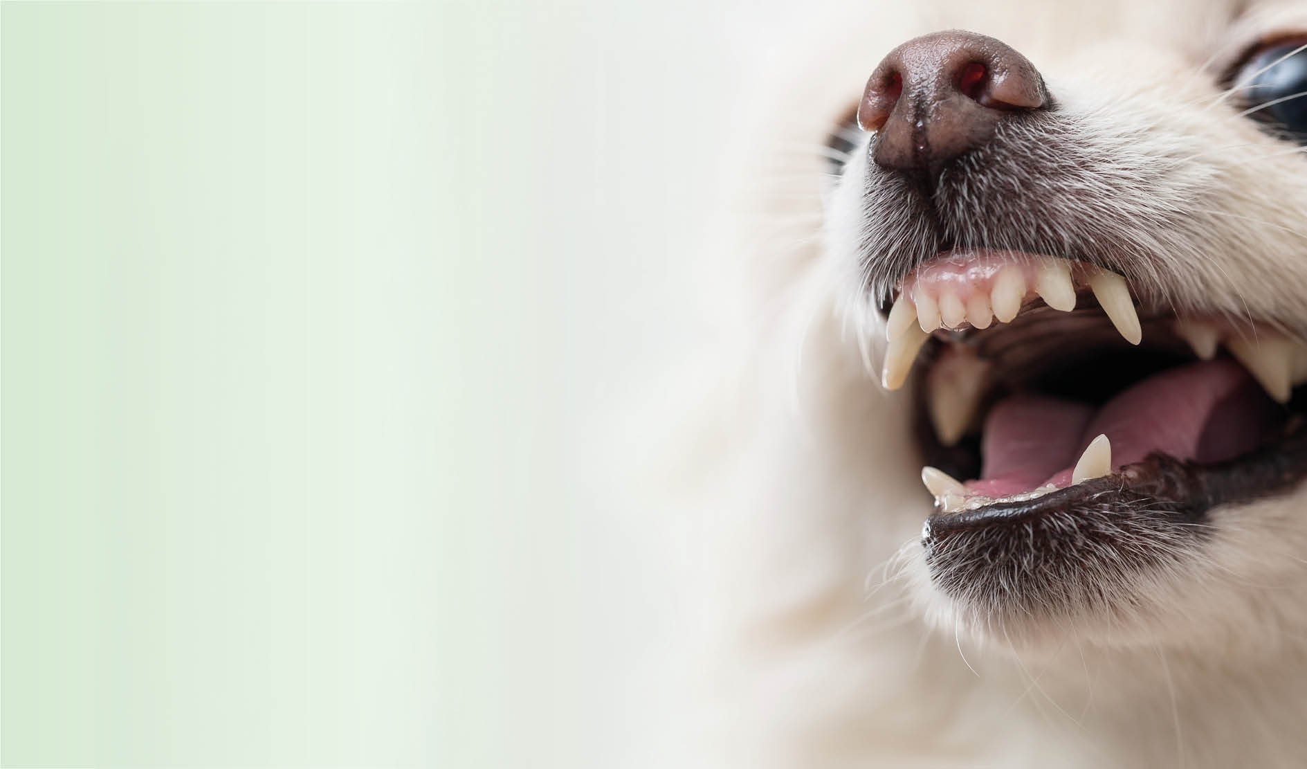 Hund, Hundemund, Zähne, Reißzähne, Nahaufnahme