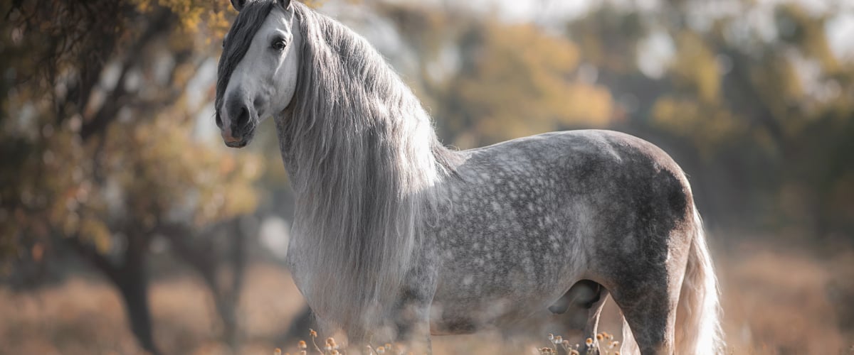 Andalusisches Pferd, Tier, Pferd, Säugetier, Hengst