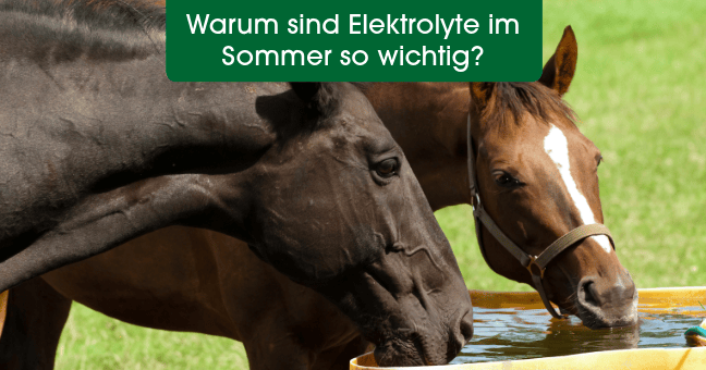 pferd, horst, tränke, wasserbehälter, futtertränke
