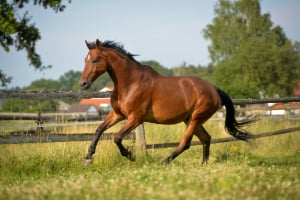Pferderassen-4