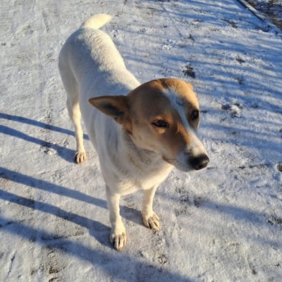 Zubehor, Riemen, Hund, Haustier